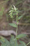 Wild Job's tears <BR>False gromwell